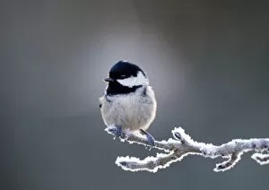 Images Dated 26th January 2006: Coal Tit Parus ater in frost Scotland winter