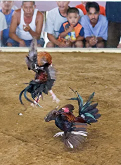 Images Dated 8th March 2009: Cock-fight at Narra on Palawan Philippines