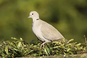 Images Dated 28th February 2006: Collared Dove Streptopelia decaocto on garden hedge UK winter