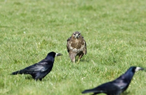 Be on the lookout for rooks this spring