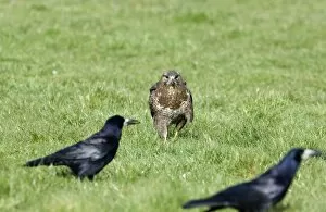 Images Dated 29th March 2006: Common Buzzard Buteo buteo about to steal carrion from Rooks Wales spring