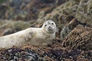 Images Dated 1st July 2006: Common Seal pup Phoca vitulina Northumberland June