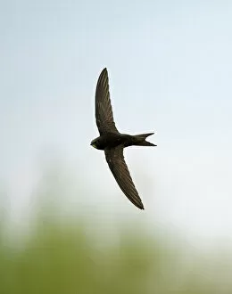 Images Dated 16th May 2012: Common Swift Apus apus Norfolk summer
