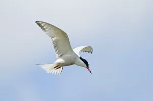 Images Dated 19th May 2008: Common Tern Sterna hirundo Cley Norfolk April