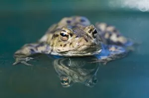 Images Dated 20th March 2009: Common Toad Bufo bufo in pond in spring Norfolk