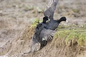 Images Dated 23rd February 2006: Coot Fulica atra fighting in territorial dispute Norfolk spring