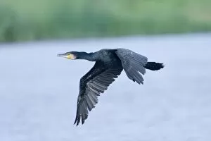 Images Dated 20th August 2006: Cormorant Phalacrocorax carbo Cley August