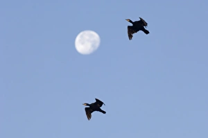 Images Dated 10th September 2006: Cormorants Phalacrocorax carbo and full moon Snettisham RSPB Reserve North Norfolk September NOTE