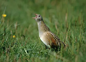 Corncrake Crex crex calling North Uist Outer Hebrides Scotland Corncrake Crex crex calling North Uist Outer Hebrides Scotland
