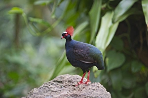 Crested Wood-Partridge Rollulus rouloul male captive Crested Wood-Partridge Rollulus rouloul male captive