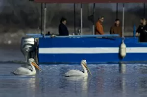 Images Dated 8th January 2005: Dalmatian Pelican, Pelicanus crispus and tourists on bird watching tour Lake Kerkini