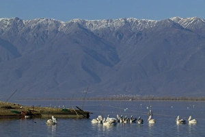 Dalmatian Pelicans Pelicanus crispus around fishing nets Lake Kerkini Greece January Dalmatian Pelicans Pelicanus crispus around fishing nets Lake Kerkini Greece January
