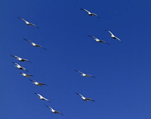 Dalmatian Pelicans Pelicanus crispus migrating Bulgaria Dalmatian Pelicans Pelicanus crispus migrating Bulgaria