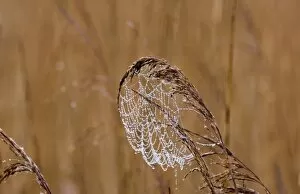 Dew laden cobweb on phragmites reed head Titchwell RSPB Reserve Norfolk March