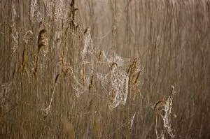 Reedbed Gallery: Dew laden cobwebs on phragmites reed head Titchwell RSPB Reserve Norfolk March