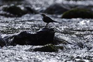 Images Dated 26th April 2006: Dipper Cinclus cinclus Northumberland winter