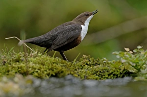 Dipper Cinclus cinclus in song Derbyshire April UK Dipper Cinclus cinclus in song Derbyshire April UK
