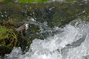 Dipper Cinclus cinclus at waterfall Derbyshire April, UK Dipper Cinclus cinclus at waterfall Derbyshire April, UK