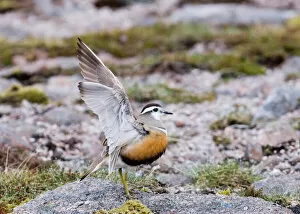Images Dated 19th May 2006: Dotterel Charadrius morinellus female Cairngorm National Park Scottish Highlands May