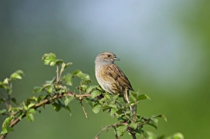 Dunnock Prunella modularis in song Norfolk spring Dunnock Prunella modularis in song Norfolk spring