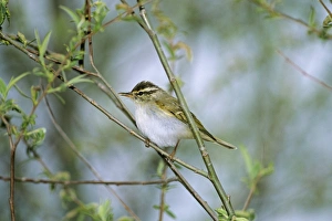 Eastern Crowned Warbler Beidaihe China May