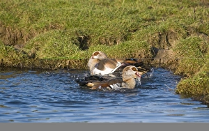 Egyptian Geese Alopochen aegyptiacus pair bathing Salthouse Norfolk Egyptian Geese Alopochen aegyptiacus pair bathing Salthouse Norfolk