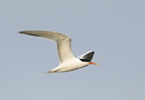 Elegant Tern Sterna elegans Bolsa Chica California April Elegant Tern Sterna elegans Bolsa Chica California April