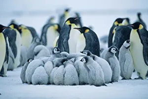 Images Dated 18th November 2009: Emperor Penguin, Aptenodytes forsteri, Weddell Sea, Antarctica