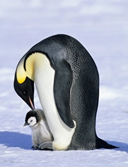 Emperor Penguin Aptenodytes forsteri Cape Crozier Ross Sea Antarctica Emperor Penguin Aptenodytes forsteri Cape Crozier Ross Sea Antarctica
