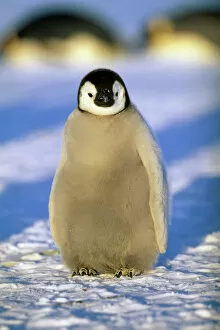 Images Dated 19th July 2009: Emperor Penguin, Aptenodytes forsteri, chick, Weddell Sea, Antarctica