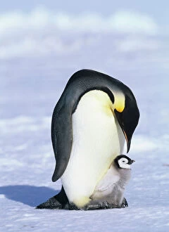 Images Dated 23rd November 2009: Emperor Penguin Aptenodytes fosteri with chick Weddell Sea Antarctica