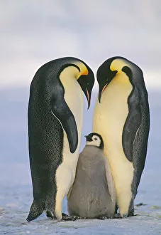 Emperor Penguin Gallery: Emperor Penguin Aptenodytes fosterii pair with chick Weddell Sea Antarctica November