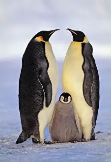 Images Dated 14th December 2008: Emperor Penguin pair with chick Antarctica