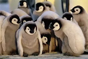 Images Dated 16th November 2009: Emperor Penguins Aptenodytes forsteri chicks Weddell Sea Antarctica