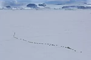 Images Dated 7th November 2006: Emperor Penguins Aptenodytes forsterii walking across sea ice of Weddell Sea near