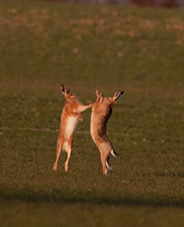 Norfolk Gallery: European Brown Hare boxing in spring Norfolk March