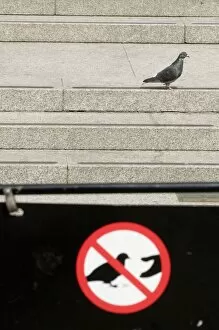 Images Dated 20th May 2008: Feral Pigeon and Do Not Feed Pigeons sign in Trafalgar Square London