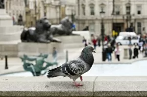 Images Dated 20th May 2008: Feral Pigeon in Trafalgar Square London