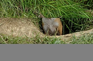 Fox Vulpes vulpes cub at entrance to earth Kent April Fox Vulpes vulpes cub at entrance to earth Kent April