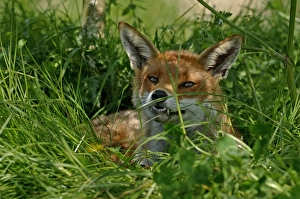 Fox Vulpes vulpes resting in orchard Kent summer Fox Vulpes vulpes resting in orchard Kent summer