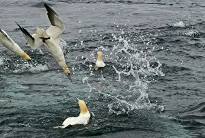 Gannets Sula bassana diving for mackerel off Shetland June