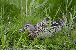 Garganey Anas querquedula female Cley Norfolk spring Garganey Anas querquedula female Cley Norfolk spring