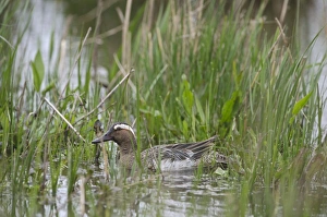 Garganey Anas querquedula male Cley Norfolk spring Garganey Anas querquedula male Cley Norfolk spring