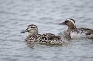 Garganey Anas querquedula pair Cley Norfolk spring Garganey Anas querquedula pair Cley Norfolk spring