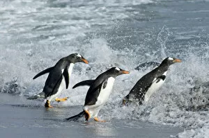 Gentoo Penguin Gallery: Gentoo Penguins Pygoscelis papua entering sea on Sea Lion Island Falklands
