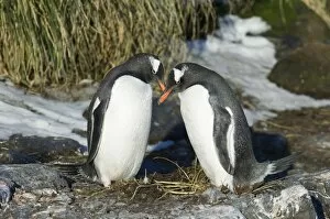 Images Dated 7th November 2006: Gentoo Penguins Pygoscelis papua pair in courtship display Bay of Isles South Georgia