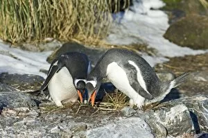 Images Dated 7th November 2006: Gentoo Penguins Pygoscelis papua pair in courtship display Bay of Isles South Georgia