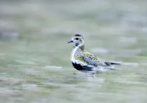 Images Dated 7th June 2006: Golden Plover Pluvialis apricaria Shetland summer