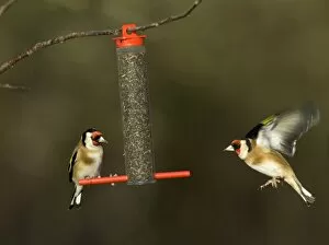 Images Dated 27th December 2004: Goldfinches Carduelis carduelis on niger seed feeder Kent winter