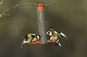 Images Dated 27th December 2004: Goldfinches squabbling on niger seed feeder in garden Norfolk winter